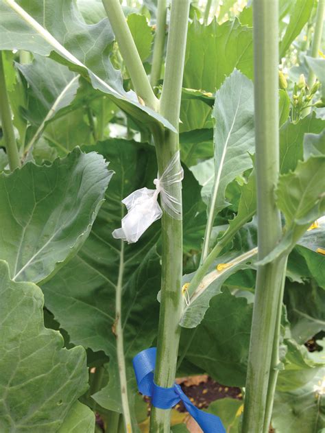 Measuring sclerotinia resistance in canola varieties