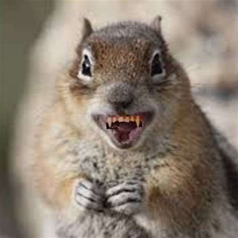 Vampire Squirrel - YouTube