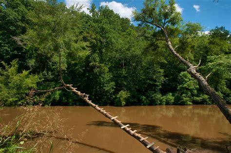 Flint River Diving Trees, Meriwether County | Vanishing Georgia ...