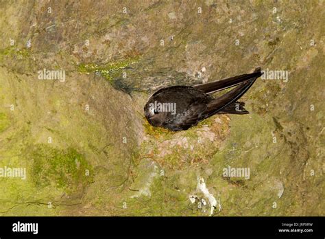 Swift bird nest hi-res stock photography and images - Alamy