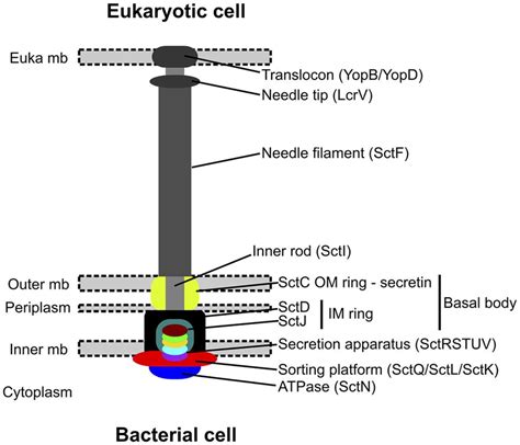 Assembled structure of the type 3 secretion system (modified from Abby... | Download Scientific ...