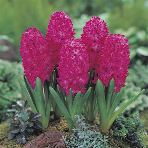 City of Haarlem Prepared Hyacinth Bulbs | Boston Bulbs