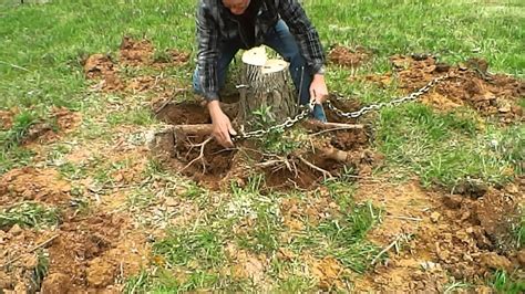 Diy Stump Removal Chemical - Tree Stump Killer Chemicals Reviews: 5 ...