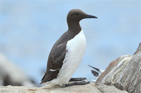 The Early Birder: Guillemots - The Farnes