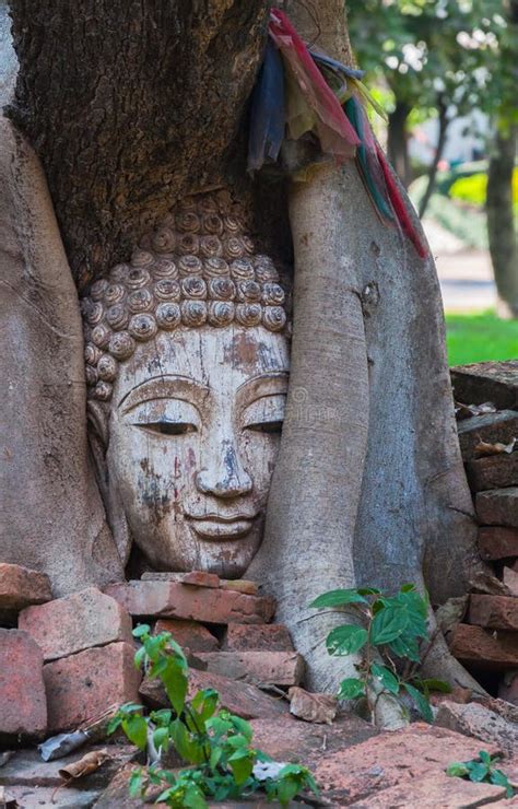 Buddha Head in Banyan Tree in Archaeological Site Northern Thailand ...