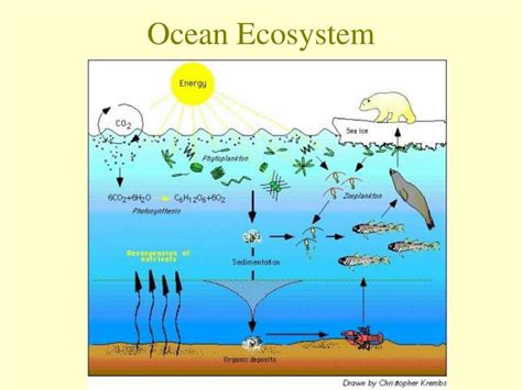 Ocean Ecosystem Diagram