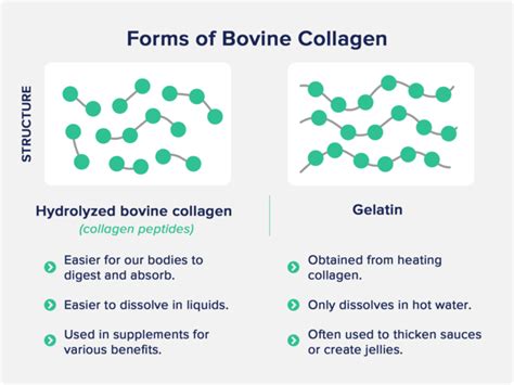 Bovine Collagen: Benefits, Types, and Side Effects - The Nutrition Insider