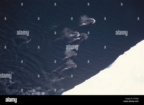 Orca (Orcinus orca) pod hunting along ice edge, McMurdo Sound ...