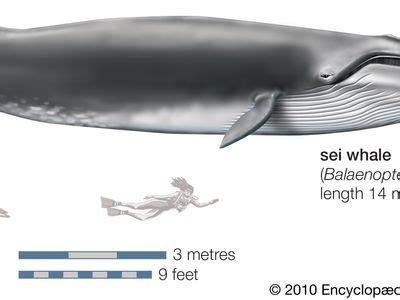 Sei whale | mammal | Britannica