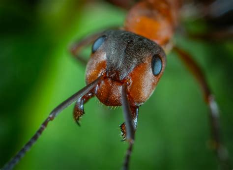 Close-up Photo Of Ant · Free Stock Photo