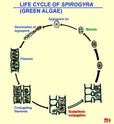 Green algae: Charophytae