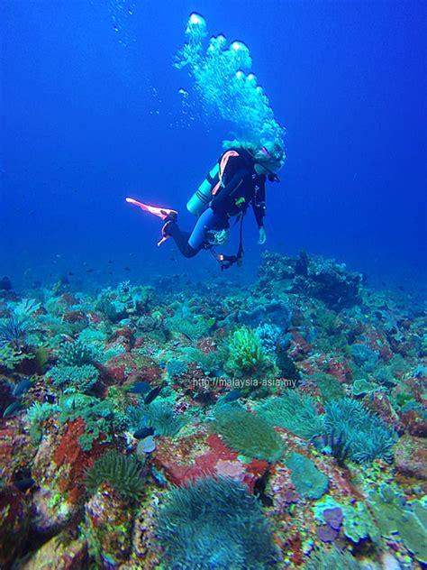 Diving in Alor - Trip Report Review