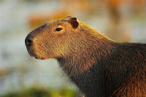 Which Animals Are Nocturnal? - WorldAtlas.com