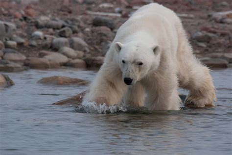 The Ultimate Guide to Wildlife Watching in Svalbard