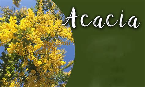 acacia senegal benefits for skin Archives - Planet Ayurveda