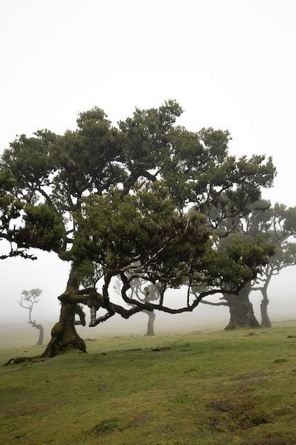 Premium Photo | Fanal forest in madeira