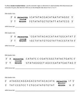 DNA Transcription and Translation Practice Worksheet with Key | TpT