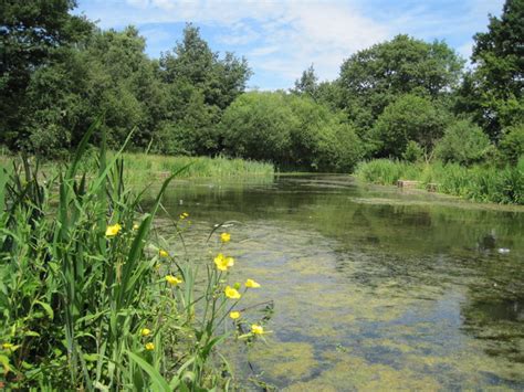 Pond in Mill Wood © Sue Adair cc-by-sa/2.0 :: Geograph Britain and Ireland