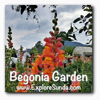 The Begonia Garden in Maribaya, Lembang Bandung