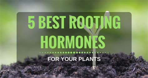 5 Best Rooting Hormone Reviews 2018 to Give our Plants New Roots for ...