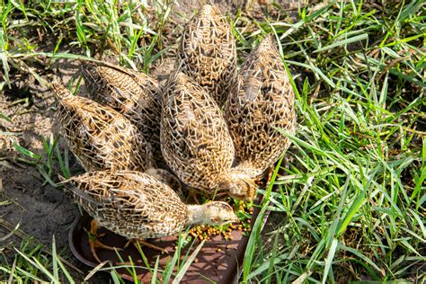 Saving an Iconic Bird from Extinction - The Houston Zoo