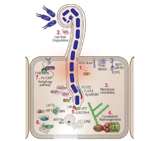 Review: Celebrating 20 years of genetic discoveries in legume nodulation and symbiotic nitrogen ...