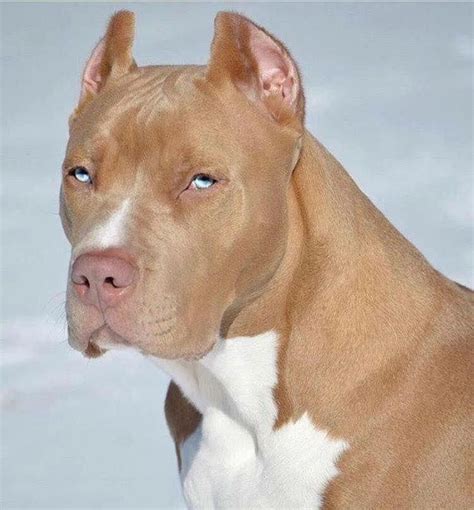 Pin by Paula Jean on petsociety | Beautiful dogs, Pitbull dog, Animals beautiful