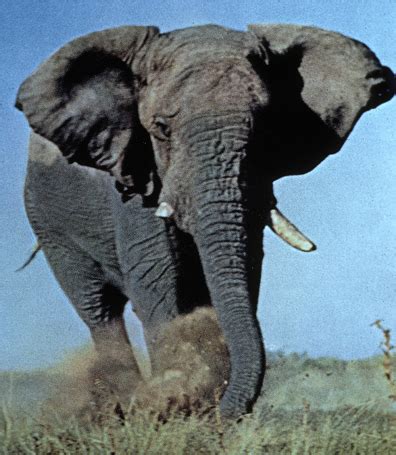 ADW: Loxodonta africana: PICTURES