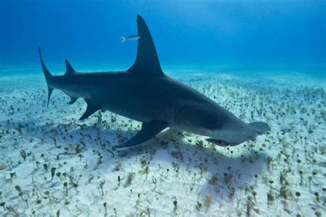 Great Hammerhead Shark