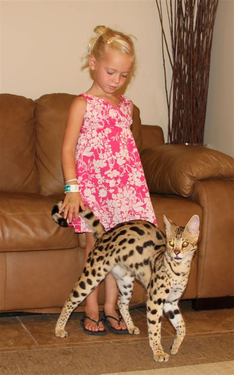 F1 thru F5 Savannah Cat Size Guide | African Cats | Savannah Cat Breed