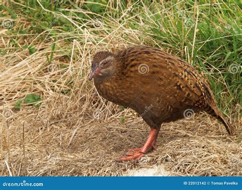 Weka bird stock photo. Image of westport, zealand, beak - 22012142