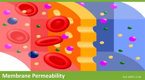 Membrane Permeability