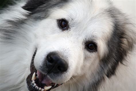 Maddox the Great Pyrenees | Our Great Pyrenees | bingham30069 | Flickr