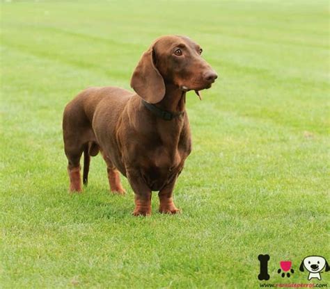 Dachshund, perro salchicha - Información sobre la raza Dachshund, perro ...