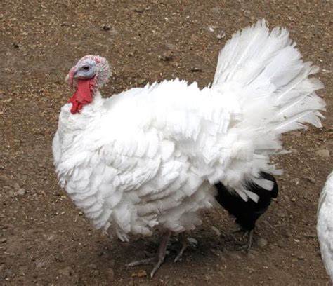 List of Turkey Breeds | Modern Farming Methods