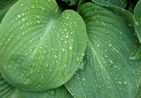 Hostas: How to Grow and Care for a Favorite Shade Garden Perennial Plant