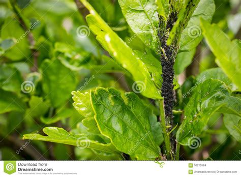 Aphid Infestation stock photo. Image of group, destructive - 56210584