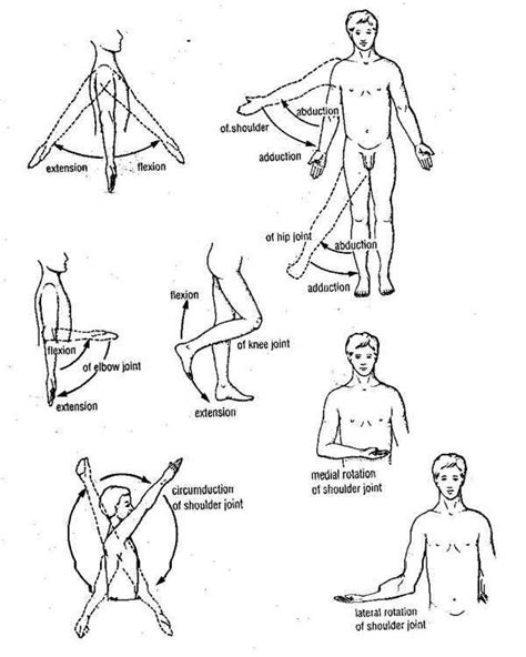 Basic Anatomical Terms | Anatomy, Exercise physiology, Anatomy and ...