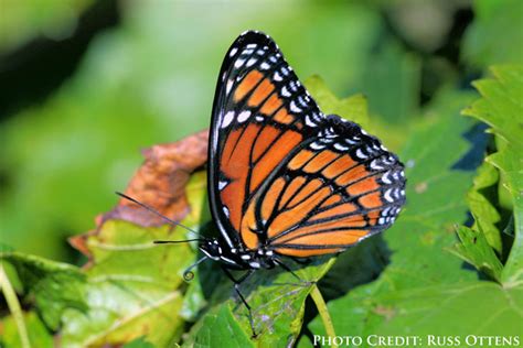 Mimicry in the Wild | North Dakota Game and Fish