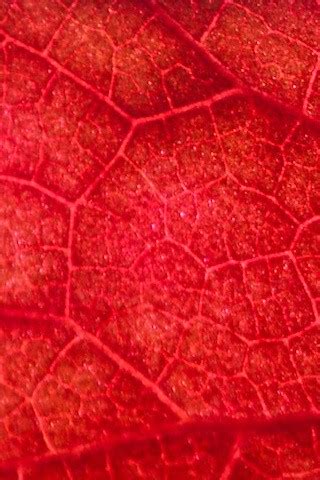 Redleaf iphone wallpaper | Sized for iPhone wallpaper use "A… | Flickr