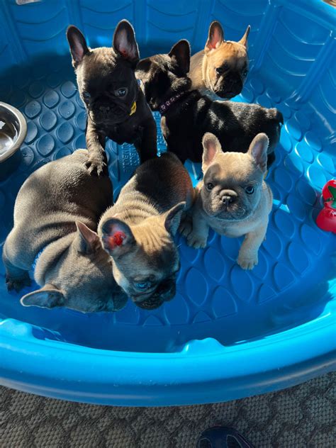 Bulldog Puppies For Sale, French Bulldog Puppies, American Kennel Club, Akc, Breeders, Frenchie ...