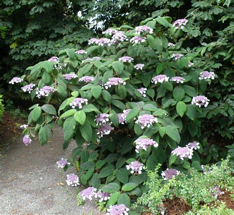 Hydrangea aspera - Alchetron, The Free Social Encyclopedia