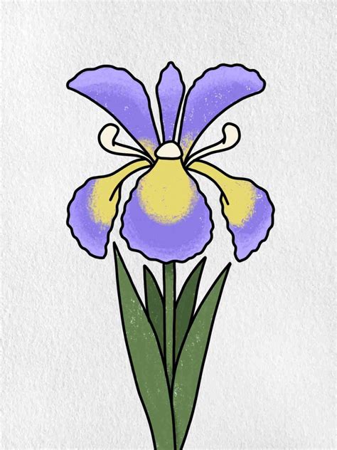 How to Draw an Iris Flower - HelloArtsy