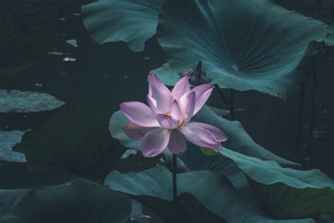 Significado de la flor de loto | Blog Colvin