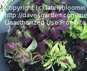 Specialty Gardening: What are your favorite color combinations?, 1 by latelybloomin77