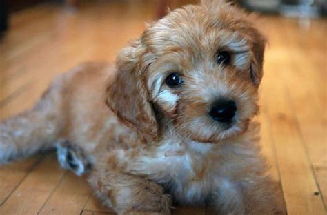 Goldendoodles - Poodle/Golden Retriever Mix | HubPages