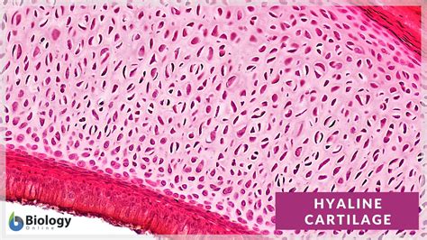 Articular Cartilage Histology