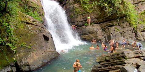 Discover 7 Interesting Animals In El Yunque's Rainforest