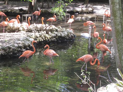 Tales of MargarettaVel: Homosassa Springs Wildlife State Park