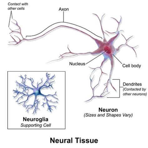 Tejido nervioso: Definición, función y estructura - El Gen Curioso